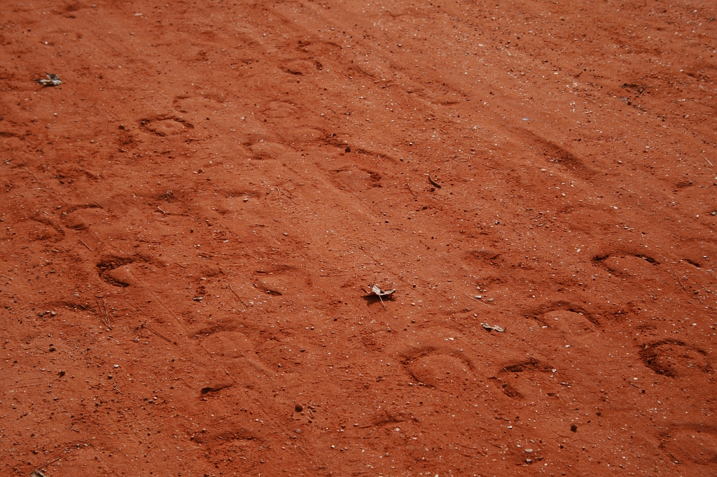 IMG_1992.JPG - Horse prints